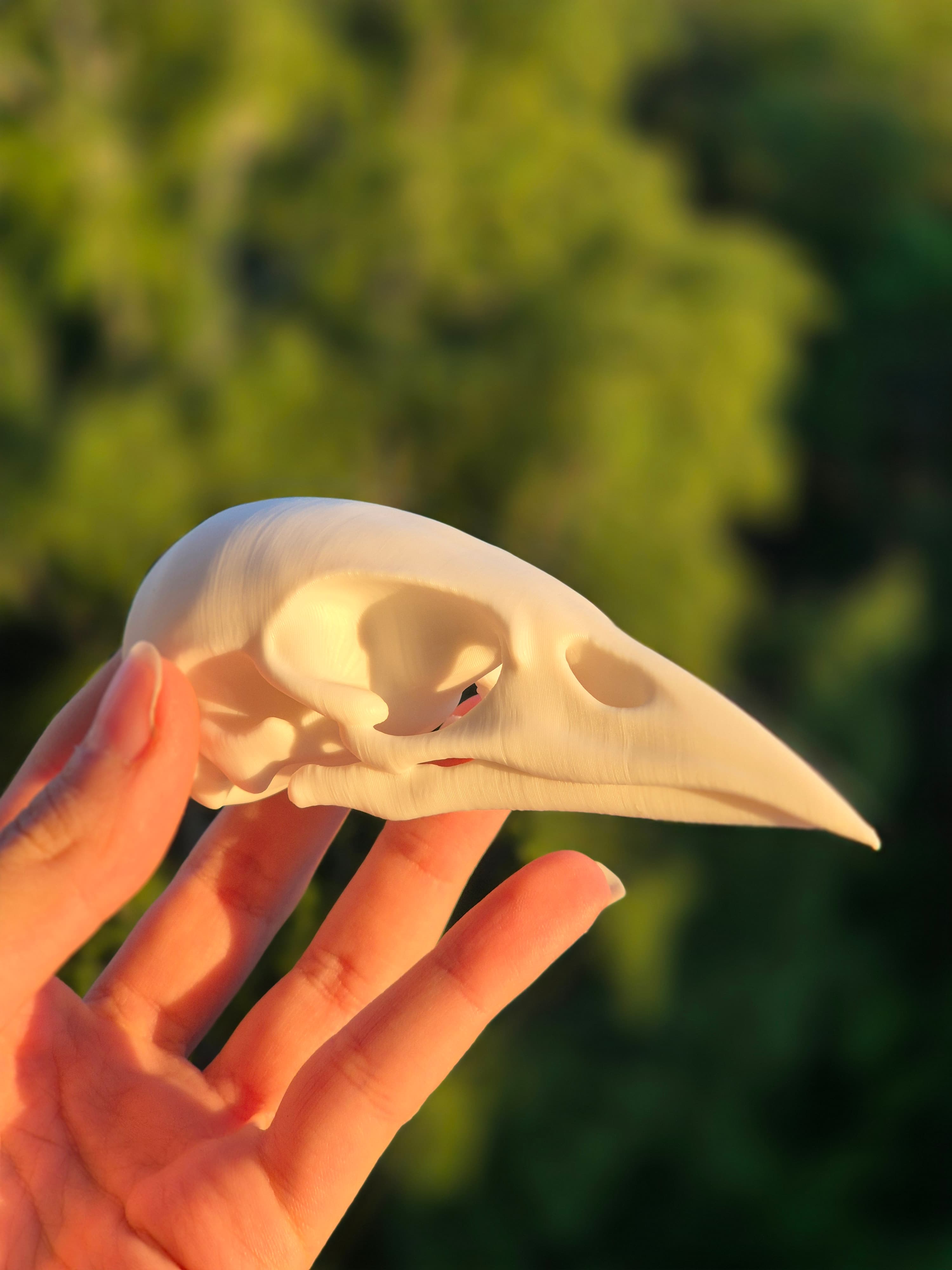 Bird Skull Bookshelf Decor, gallery image 2