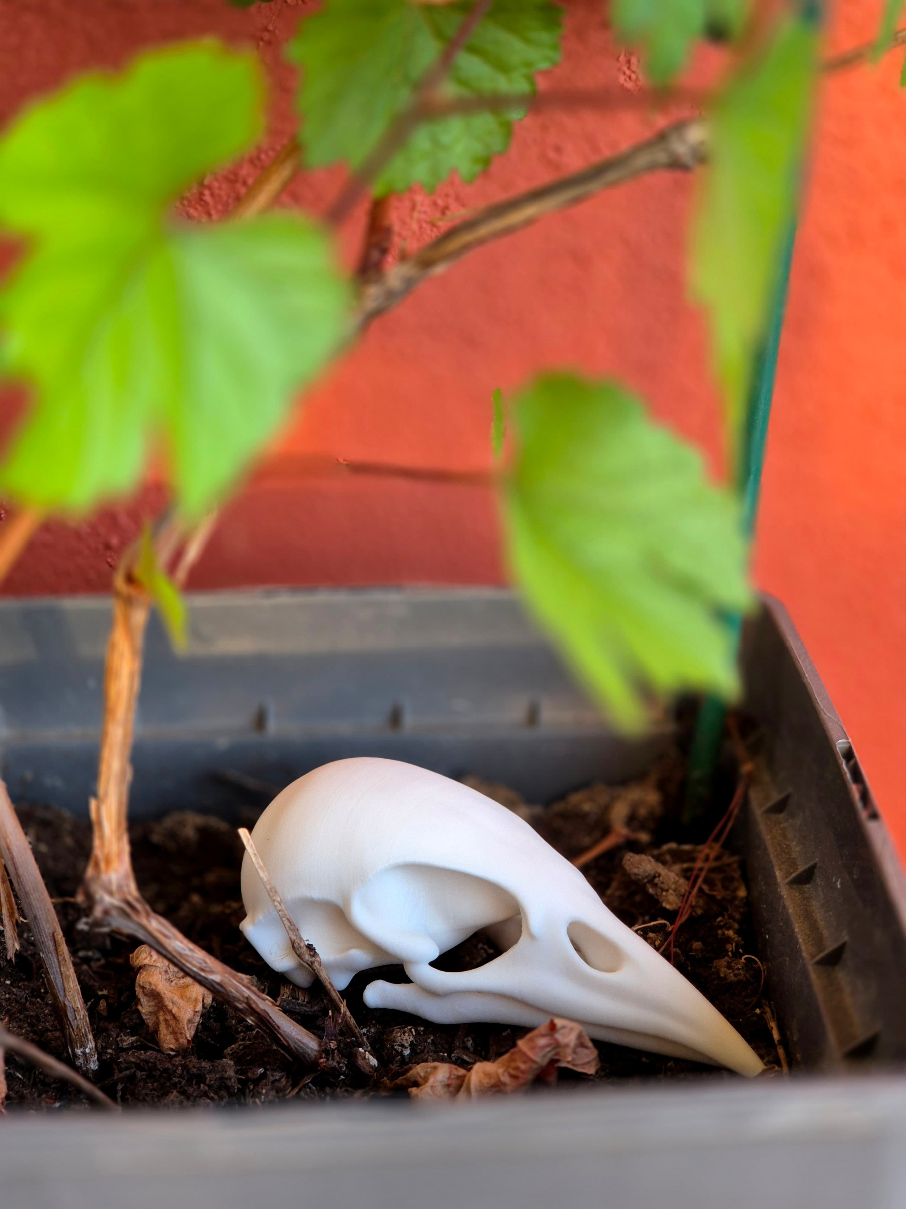 Bird Skull Bookshelf Decor, gallery image 3