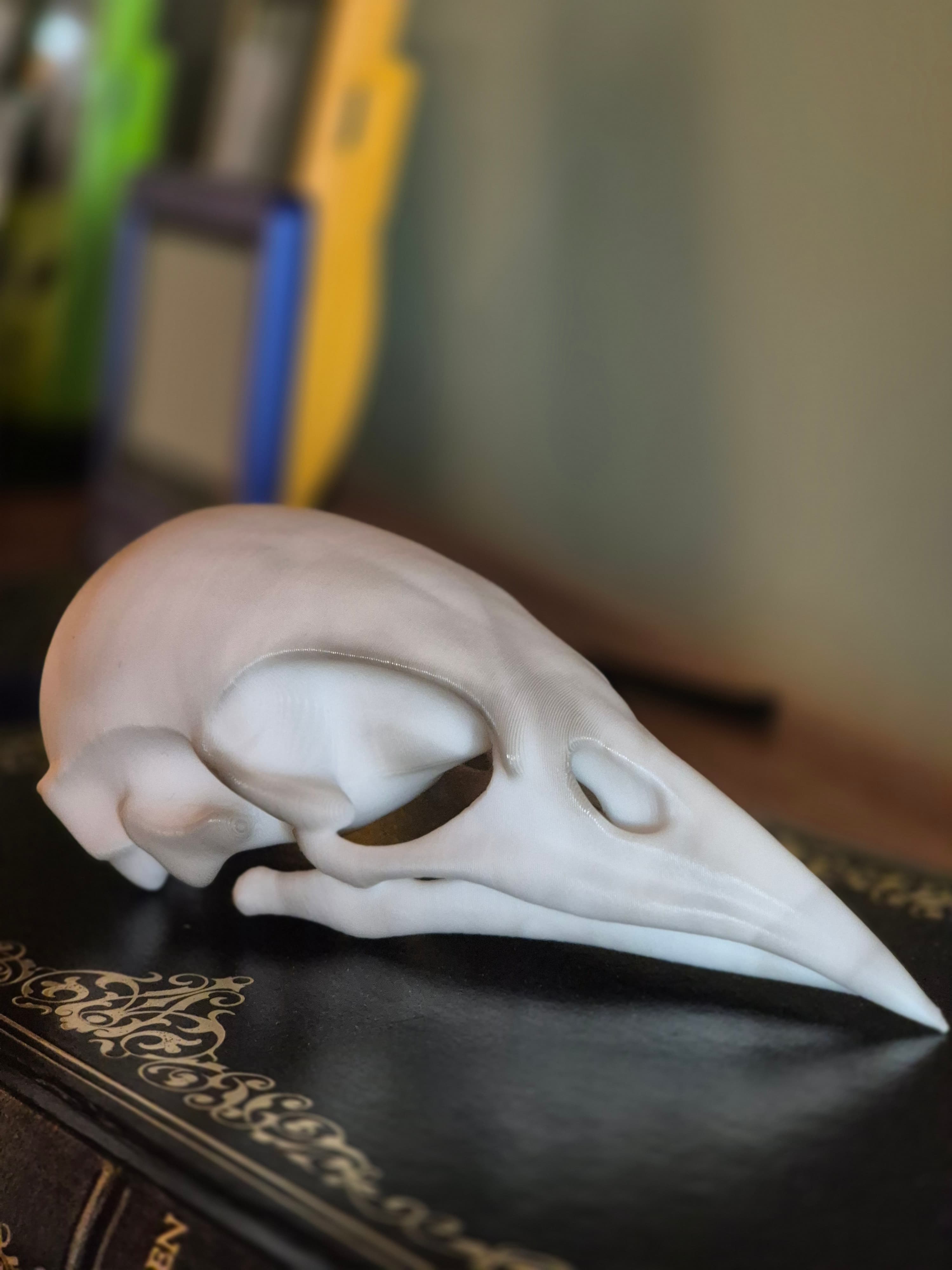 Bird Skull Bookshelf Decor, gallery image 5